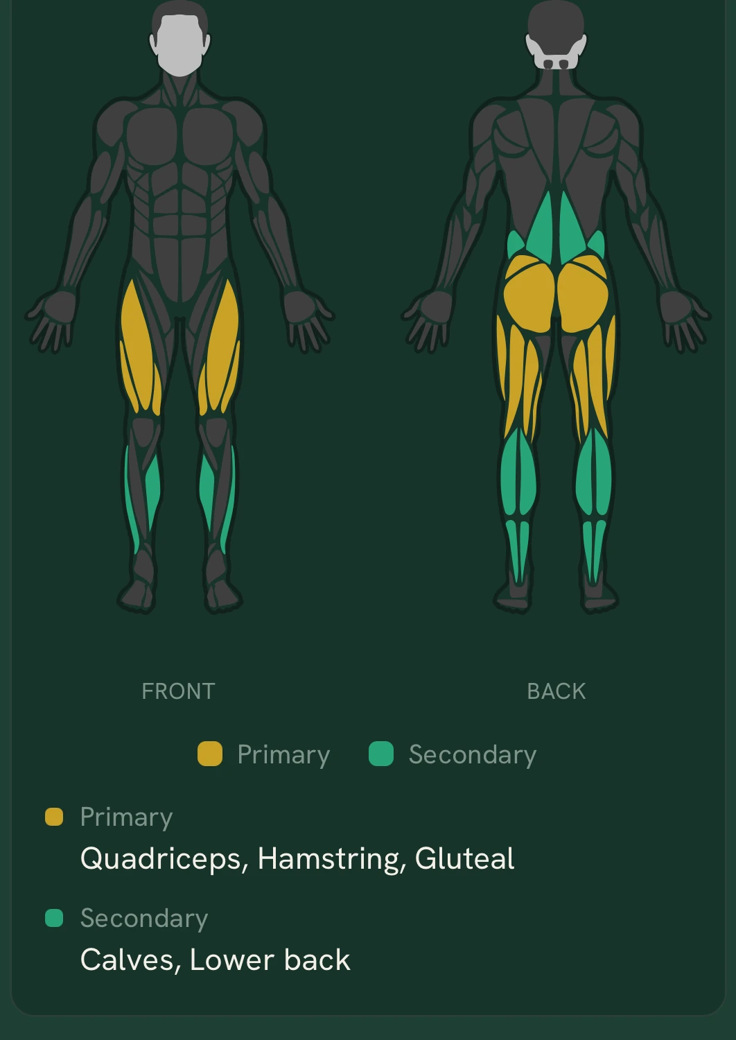 Muscle map for the goblet squat: quadriceps, hamstrings and glutes marked primary; calves and lower back secondary